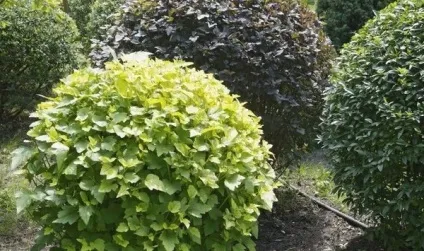 Міхуроплідник посадка і догляд простою мовою (посадка) Міхуроплідник посадка і догляд простою мовою