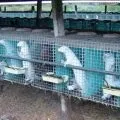 Розведення шиншил в домашніх умовах на хутро бізнес план, як відкрити шиншилові ферму, де (догляд) Розведення шиншил в домашніх умовах на хутро бізнес план, як відкрити шиншилові ферму, де