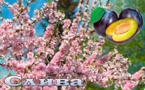 Розмноження сливи живцями і насінням