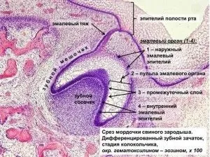 Розвиток зуба і його будова, гістологія (гістологія) Розвиток зуба і його будова, гістологія