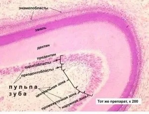 Розвиток зуба і його будова, гістологія (розвиток) Розвиток зуба і його будова, гістологія