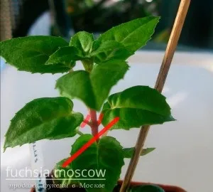 Розмноження фуксії живцями (розмноження) Розмноження фуксії живцями