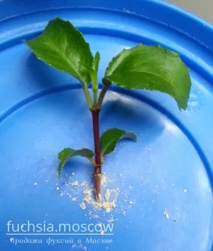 Розмноження фуксії живцями (розмноження) Розмноження фуксії живцями