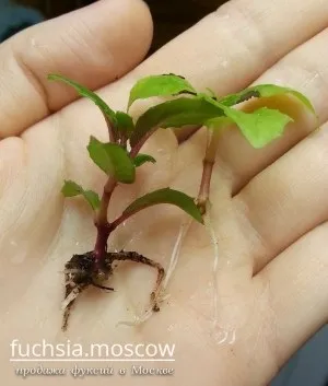 Розмноження фуксії живцями (живцями) Розмноження фуксії живцями