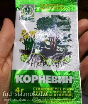 Розмноження фуксії живцями (живцями) Розмноження фуксії живцями