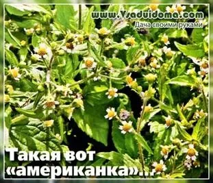 Рослина американка (фото) галінзога - боротьба з бур'яном, сайт про сад, дачі і кімнатних рослинах (бур'ян) Рослина американка (фото) галінзога - боротьба з бур'яном, сайт про сад, дачі і кімнатних рослинах