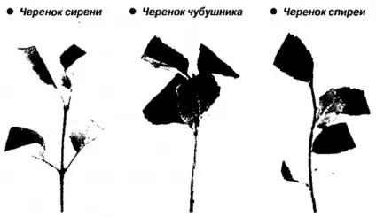 Розмноження зеленими живцями