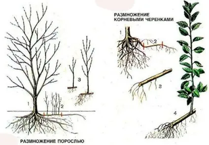 Розмноження сливи живцями і насінням