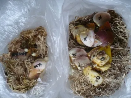 Розмноження лілій лусочками, бульбочками і насінням (лілій) Розмноження лілій лусочками, бульбочками і насінням