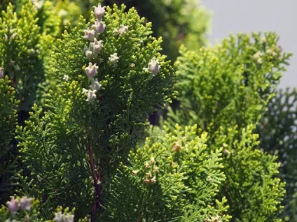 Рослина кипарисовик - посадка і догляд; фото кипарисовика, види і сорти кипарисовика; вирощування (кипарисовик) Рослина кипарисовик - посадка і догляд; фото кипарисовика, види і сорти кипарисовика; вирощування