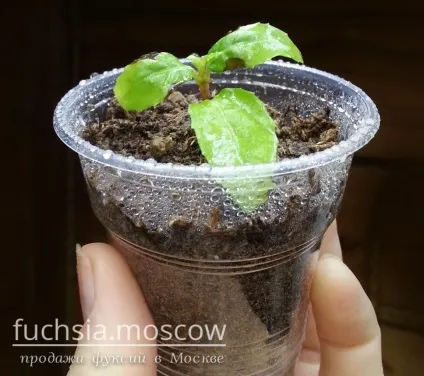 Розмноження фуксії живцями (живцями) Розмноження фуксії живцями