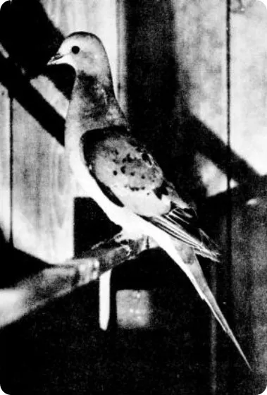 Рідкісні фотографії 12 видів вимерлих птахів (птахів) Рідкісні фотографії 12 видів вимерлих птахів