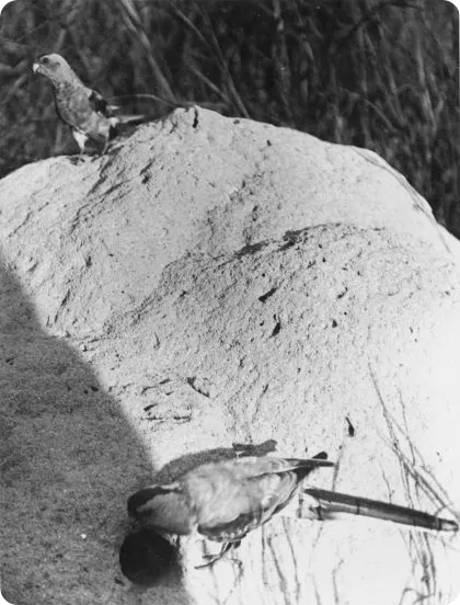 Рідкісні фотографії 12 видів вимерлих птахів (фотографії) Рідкісні фотографії 12 видів вимерлих птахів