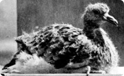 Рідкісні фотографії 12 видів вимерлих птахів (видів) Рідкісні фотографії 12 видів вимерлих птахів