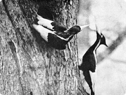 Рідкісні фотографії 12 видів вимерлих птахів (_птіци) Рідкісні фотографії 12 видів вимерлих птахів