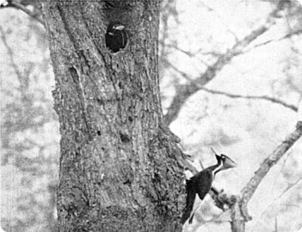 Рідкісні фотографії 12 видів вимерлих птахів (вимерлі тварини) Рідкісні фотографії 12 видів вимерлих птахів