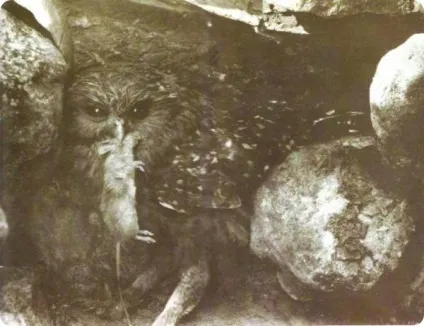 Рідкісні фотографії 12 видів вимерлих птахів (вимерлі тварини) Рідкісні фотографії 12 видів вимерлих птахів