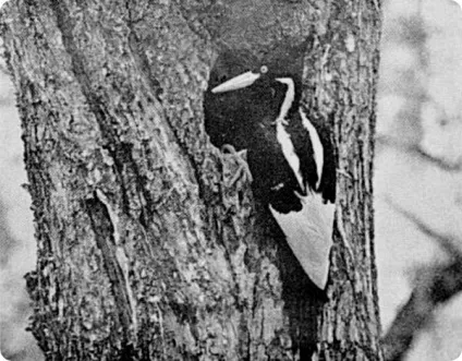 Рідкісні фотографії 12 видів вимерлих птахів (_птіци) Рідкісні фотографії 12 видів вимерлих птахів