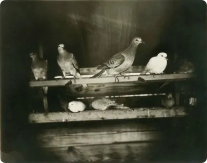 Рідкісні фотографії 12 видів вимерлих птахів (фотографії) Рідкісні фотографії 12 видів вимерлих птахів