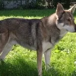 Вовча собака сарлоса - повний опис породи домашніх вовків (фото, відео, опис) (вовча собака сарлоса) Вовча собака сарлоса - повний опис породи домашніх вовків (фото, відео, опис)