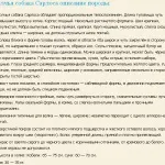 Вовча собака сарлоса - повний опис породи домашніх вовків (фото, відео, опис) (історія) Вовча собака сарлоса - повний опис породи домашніх вовків (фото, відео, опис)