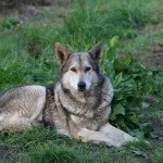 Вовча собака сарлоса - повний опис породи домашніх вовків (фото, відео, опис) (відео) Вовча собака сарлоса - повний опис породи домашніх вовків (фото, відео, опис)