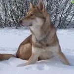 Вовча собака сарлоса - повний опис породи домашніх вовків (фото, відео, опис) (saarlooswolfhond) Вовча собака сарлоса - повний опис породи домашніх вовків (фото, відео, опис)
