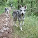 Вовча собака сарлоса - повний опис породи домашніх вовків (фото, відео, опис) (собака) Вовча собака сарлоса - повний опис породи домашніх вовків (фото, відео, опис)