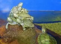 Водні черепашки умови утримання, годування, догляд, домашні улюбленці (умови) Водні черепашки умови утримання, годування, догляд, домашні улюбленці