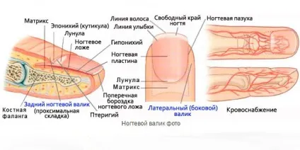 Запалення нігтьового валика на руці лікування - пальці рук і ніг (нігтьового) Запалення нігтьового валика на руці лікування - пальці рук і ніг