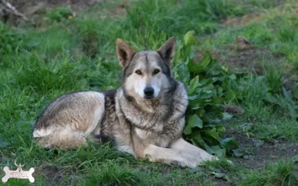 Вовча собака сарлоса (saarloos wolfhond) (вовча) Вовча собака сарлоса (saarloos wolfhond)