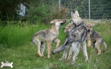 Вовча собака сарлоса (saarloos wolfhond) (вовча) Вовча собака сарлоса (saarloos wolfhond)