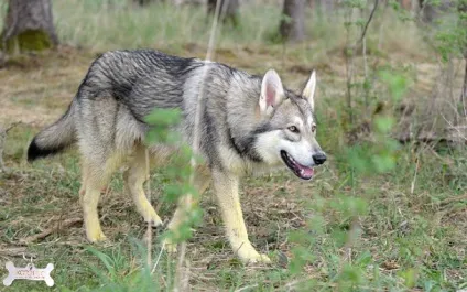 Вовча собака сарлоса (saarloos wolfhond) (saarloos) Вовча собака сарлоса (saarloos wolfhond)