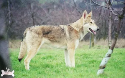 Вовча собака сарлоса (saarloos wolfhond) (собака) Вовча собака сарлоса (saarloos wolfhond)