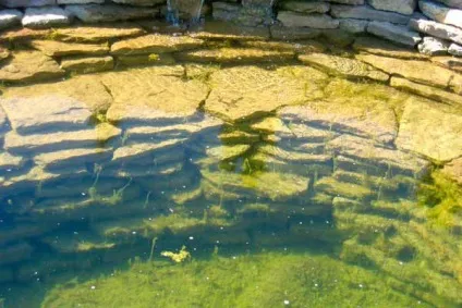 Водорості в ставку профілактика і як від них позбавитися (позбутися) Водорості в ставку профілактика і як від них позбавитися