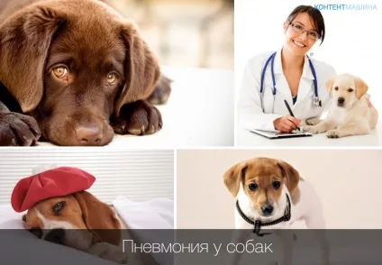 Запалення легенів у собак симптоми і лікування (запалення) Запалення легенів у собак симптоми і лікування