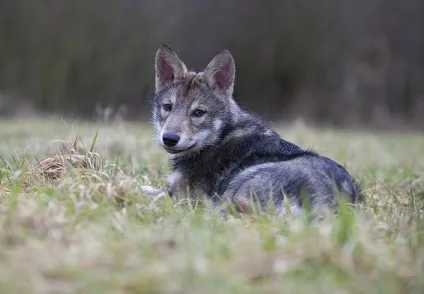 Вовча собака сарлоса опис, характер, фото і відгуки собаківників (собака) Вовча собака сарлоса опис, характер, фото і відгуки собаківників