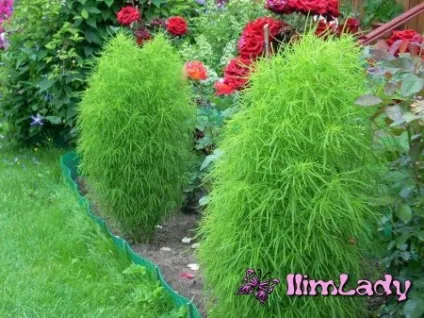Повітря, який не дає жити