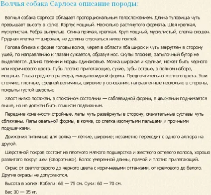 Вовча собака сарлоса - повний опис породи домашніх вовків (фото, відео, опис) (опис) Вовча собака сарлоса - повний опис породи домашніх вовків (фото, відео, опис)