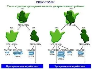 Рибосоми бактерій будова і функції, методи виявлення (бактерій) Рибосоми бактерій будова і функції, методи виявлення