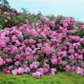 Роза чайно-гібридна Вендела (vendela), троянди з розплідника, купити троянди в інтернет-магазині,