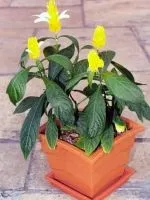 Роза Кордана