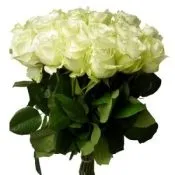 Троянди голландські фото, сорти, опис (опис голландської троянди) Троянди голландські фото, сорти, опис