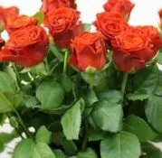 Троянди голландські фото, сорти, опис (сорти) Троянди голландські фото, сорти, опис