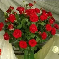 Роза Кордана