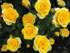 Троянди голландські фото, сорти, опис (голландські) Троянди голландські фото, сорти, опис