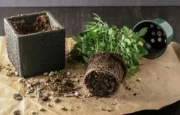Роза Кордана догляд після покупки (троянда) Роза Кордана догляд після покупки