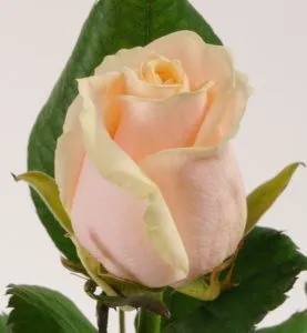 Троянди голландські фото, сорти, опис (опис голландської троянди) Троянди голландські фото, сорти, опис