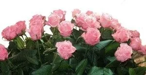 Троянди голландські фото, сорти, опис (голландські) Троянди голландські фото, сорти, опис