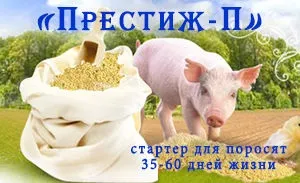 Роль престартерних комбікормів (Престартери) в свинарстві (корми протягом усього циклу) Роль престартерних комбікормів (Престартери) в свинарстві